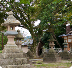 沖野神社の大けやき